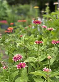 10 Flowers To Grow In A Cutting Garden