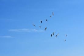 hd wallpaper flock of birds flying on