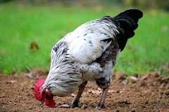 do-roosters-have-balls