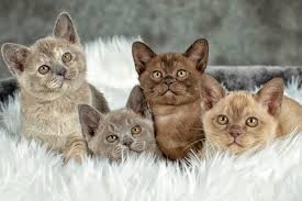 Along the way, the other colors seen in the siamese breed were also seen in litters. Ramaal Burmese Burmese Cat Breeder Sydney Nsw