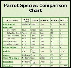 Parrot Chart Related Keywords Suggestions Parrot Chart