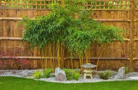Bamboo In Your Garden Nice Decoration