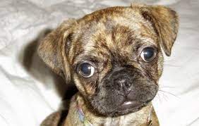 boston terrier pug mix 5 things you