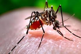 Resultado de imagem para fotos de chikungunya do País