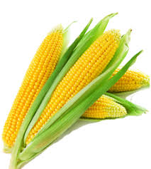4.2 out of 5 stars. Baby Corn Corn India