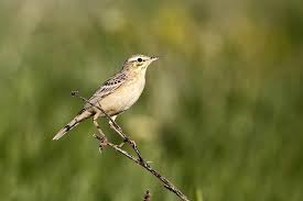 Contact call a short eest. Nature Notes The Tawny Pipit The Times