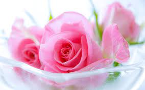 beautiful pink rose wallpapers