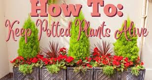 How To Keep Potted Plants Alive