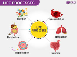 Life Processes Types Of Life Processes