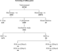 Flow Chart Showing Screening Of Malaria Cases By Microscopy