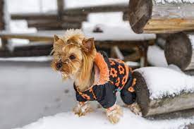 6 Dog Snowsuit Picks For Cold Weather