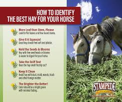 6 signs of quality hay stede