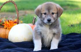 Plott hound puppies, rescue, pictures, information, temperament, characteristics. Anatolian Shepherd Mix Puppies For Sale Puppy Adoption Keystone Puppies