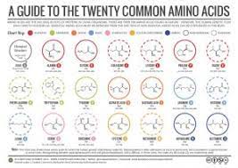 amino acids chemistry of food and cooking