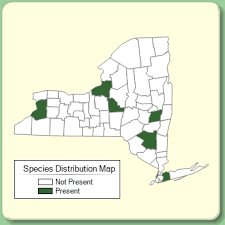 Satureja hortensis - Species Page - NYFA: New York Flora Atlas