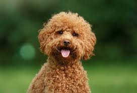 what were miniature poodles bred for
