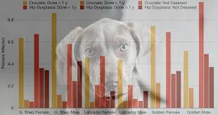 The Best Age For Desexing Dogs Early Vs Late Walkerville Vet