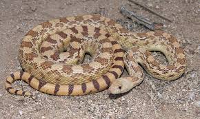 Although gopher snakes have been known to reach lengths of more than 2.7 metres, they usually grow to only. Gophersnake Tucson Herpetological Society