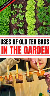 Garden Tea Bag Uses Green Tea Plant