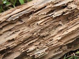 Termite Damage In Crawl Spaces In