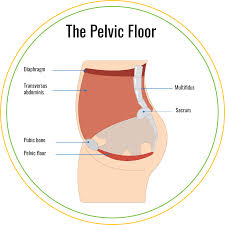 4 week postpartum pelvic floor therapy