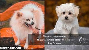 Speaking of long hair, these rock stars love to play and party! Maltese Pomeranian Mix Maltipom Pictures Cost To Buy More