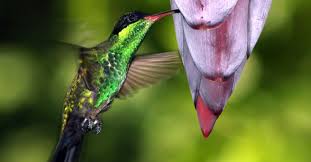 Visit Negril S Hummingbird Sanctuary