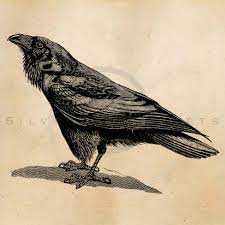 Crow illustration