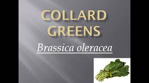 vegetable collard greens