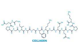 collagen amino acids what are they and