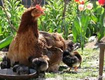 what-animals-protect-chickens
