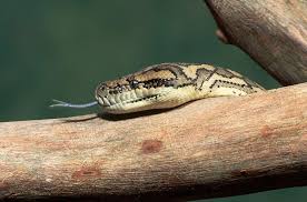 pet python found in sydney bin
