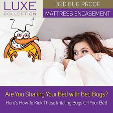 bed bugs mattress protector protect