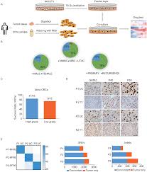Continuous Culture Of Urine Derived Bladder Cancer Cells For