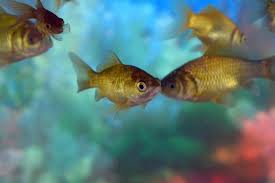 Image result for fish