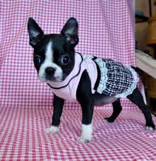 tiny toy boston terrier puppy 1 9 lb at