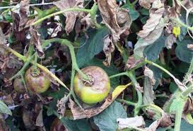 Highly Infectious Late Blight Disease Found On Tomatoes In