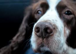 fatty tumors lipomas in dogs
