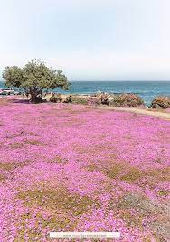 magic purple carpet of flowers