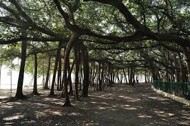 Image result for banyan tree