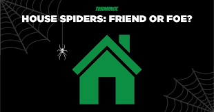 How Common Are Common House Spiders Terminix