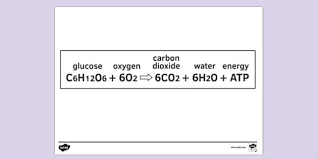 Aerobic Respiration Equatio Colouring