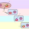 Experiment on Bacteria Transformation