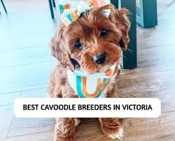 best cavoodle breeders in victoria
