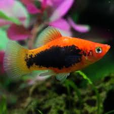 We did not find results for: Do The Fish In My Aquasprouts Garden Need A Heater In 2021 Platy Fish Freshwater Fish Fish