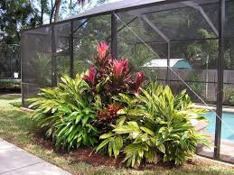 Good Plants For Florida Pool Cage