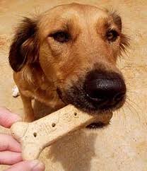 Image result for dog biscuit