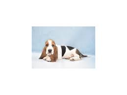 We are located in south georgia, where the weather is hot, the tea is sweet, and the basset hounds are adorable!! Basset Hound Puppies Petland Jacksonville Florida