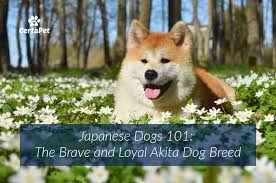 Japanese Dogs 101 The Brave And Loyal Akita Dog Breed
