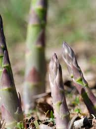 asparagus smell causes real stink dr